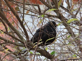 Bokorban duruzsoló rigó
