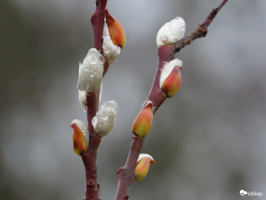 Fűzfa barka decemberben