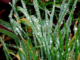 Gyöngyökkel díszítve