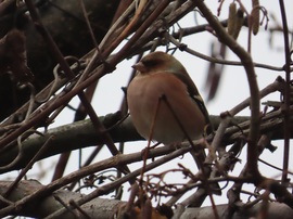 Ágak között pihenő Erdei pinty