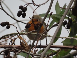 Bokorban bújkáló Vörösbegy