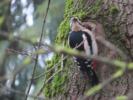 Nézd csak! Sok a dolgom!