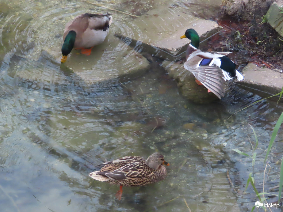 Életkép récékkel