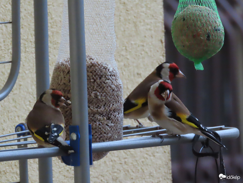 Megérkezett a Tengelic csapat