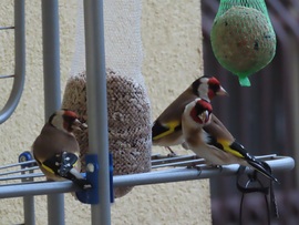 Megérkezett a Tengelic csapat