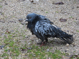 Vizesen és sárosan