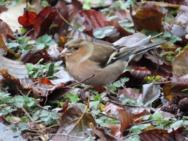 Csipegető Erdei pinty
