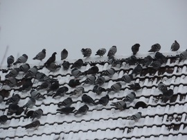 Galambok a havas tetőn