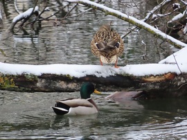 Ne zavarj az örökös úszkálással, mert pihenni szeretnék!