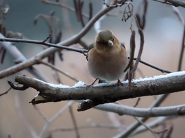 Pintyőke a havas ágon