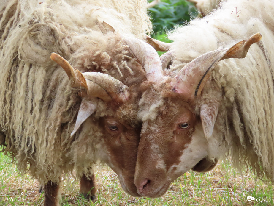 Összedugtuk a fejünket!