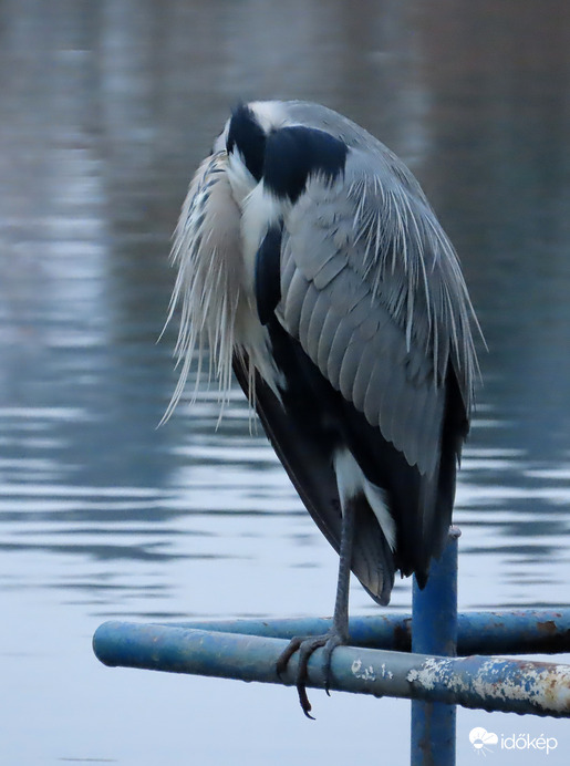 Hova tettem a fejem?