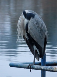 Hova tettem a fejem?