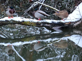 Pihenő récék tükörben