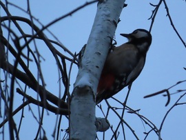 Enni karácsonykor is kell!