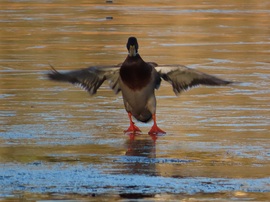Majdnem elcsúsztam!