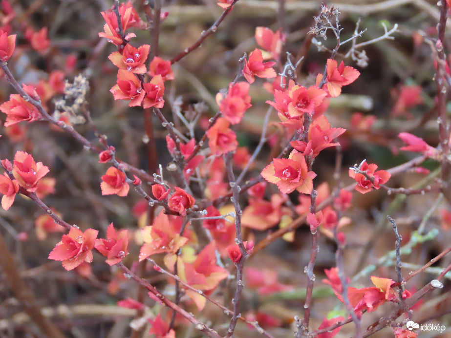 Gyöngyökkel díszítve