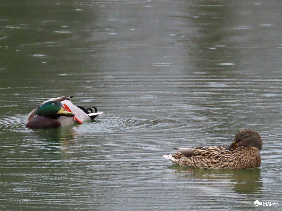 Tisztálkodni esősidőben is kell!