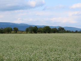 Végeláthatatlan hajdinatábla