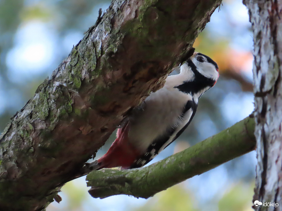 Mindenütt megvizsgálom a fát! 4.