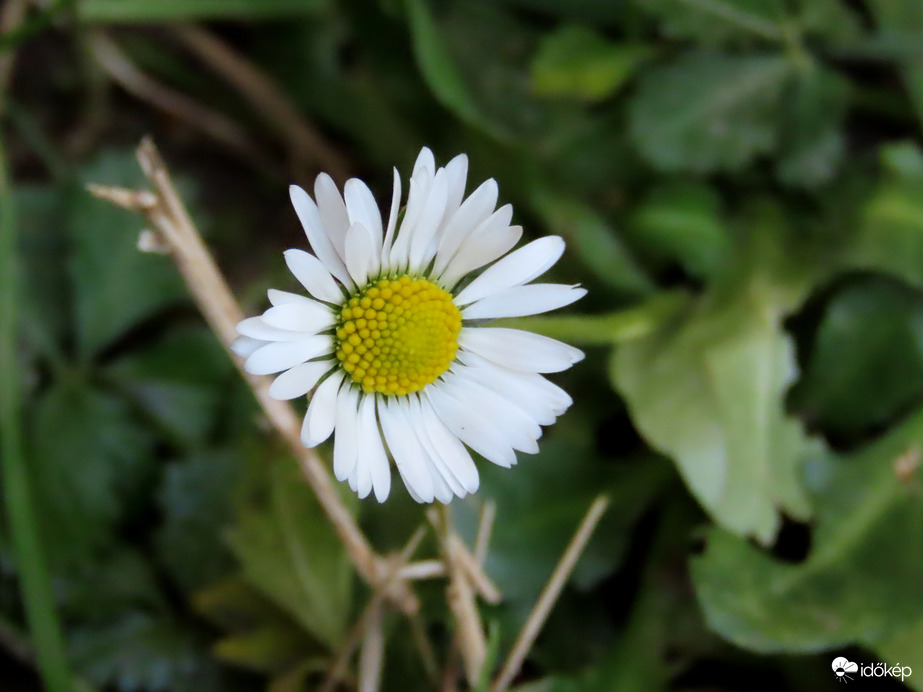 Viruló Százszorszép