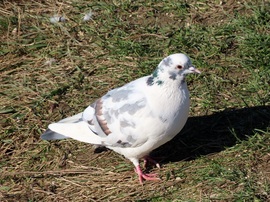 A galambok szépe