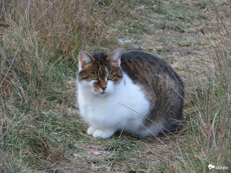 Cica ül a fűben