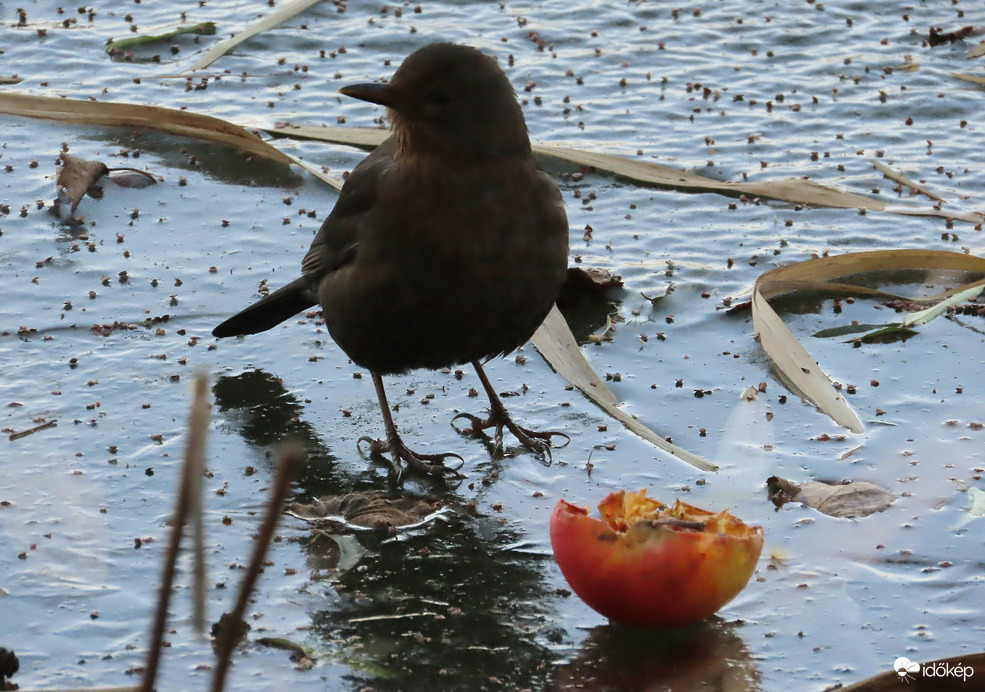 A jég hátán is megélek!
