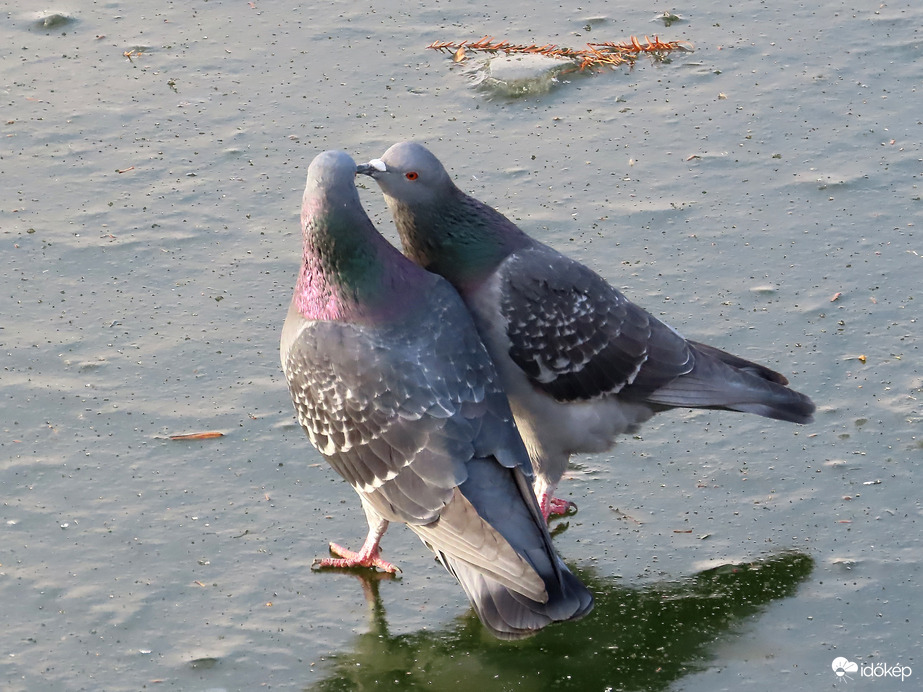Csók a tó jegén
