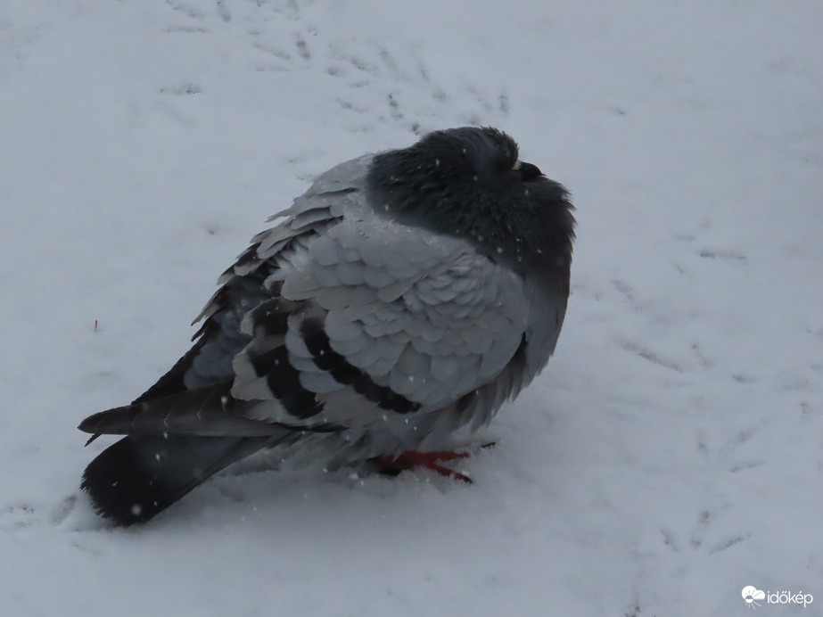 Tó jegén kuporgó galamb