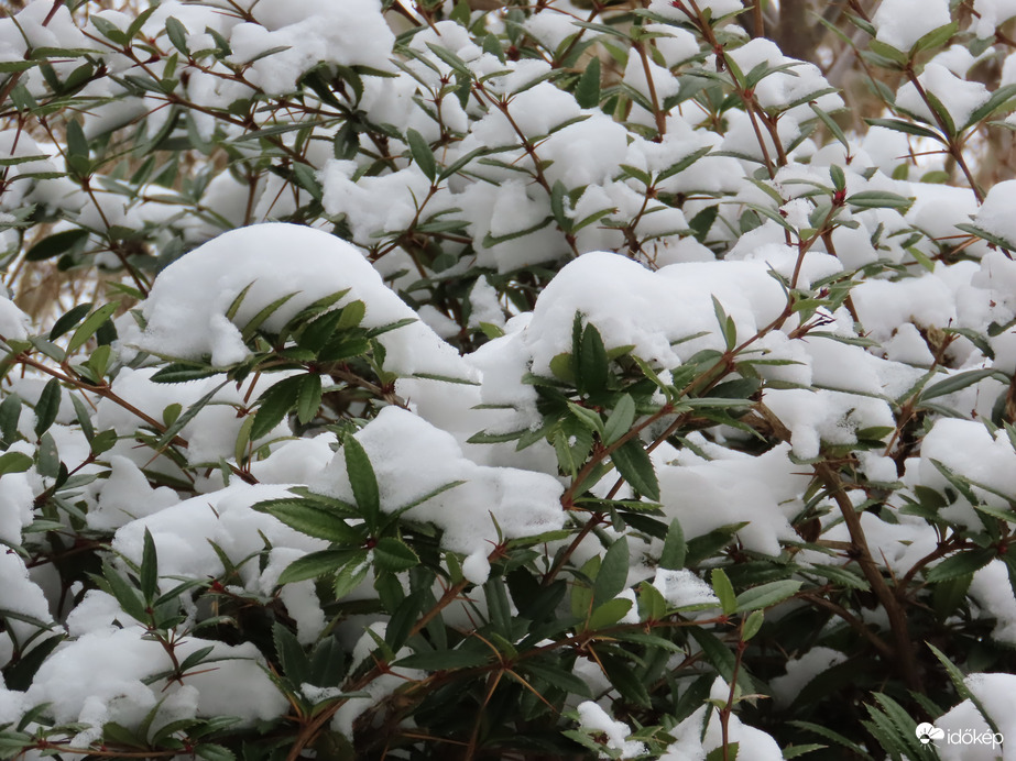 Júlia borbolya havasan