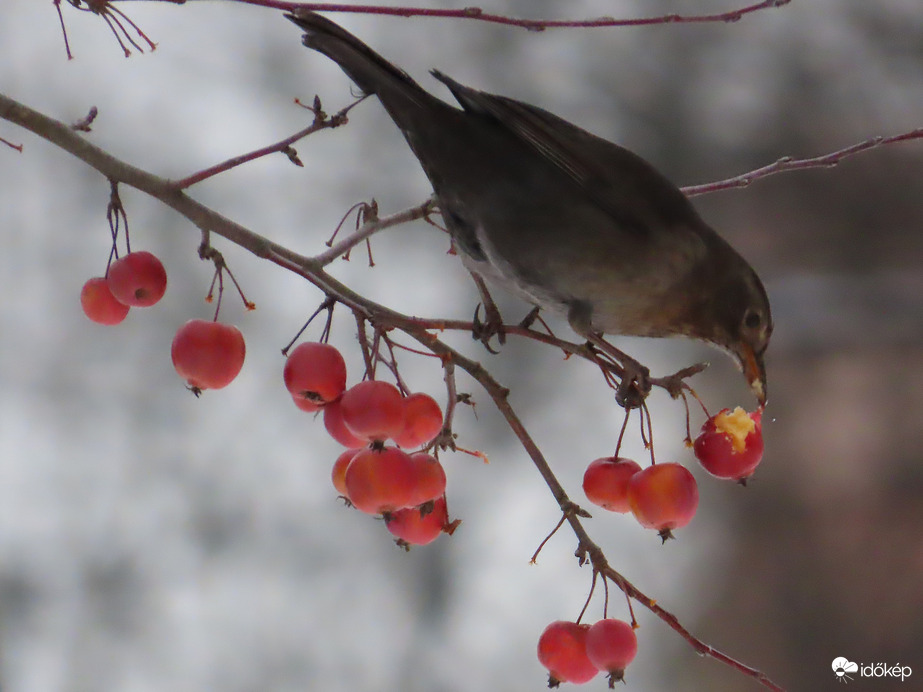 Már ennyit megettem!