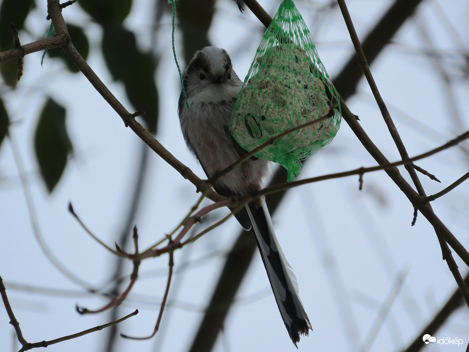 Az Őszapó is megjelent