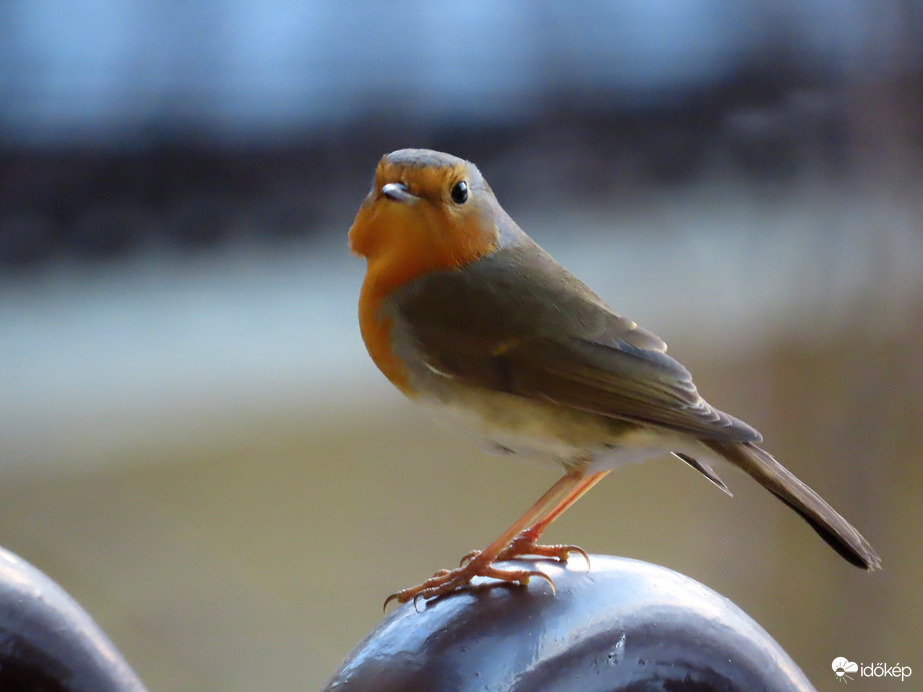 Vöröske is megjött