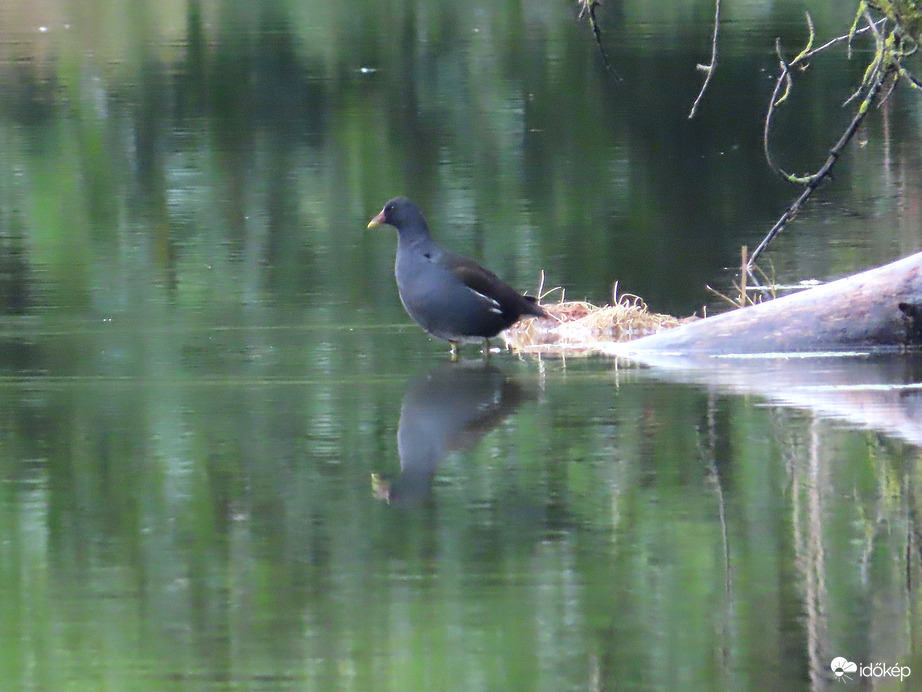 Vízen járó Vízityúk