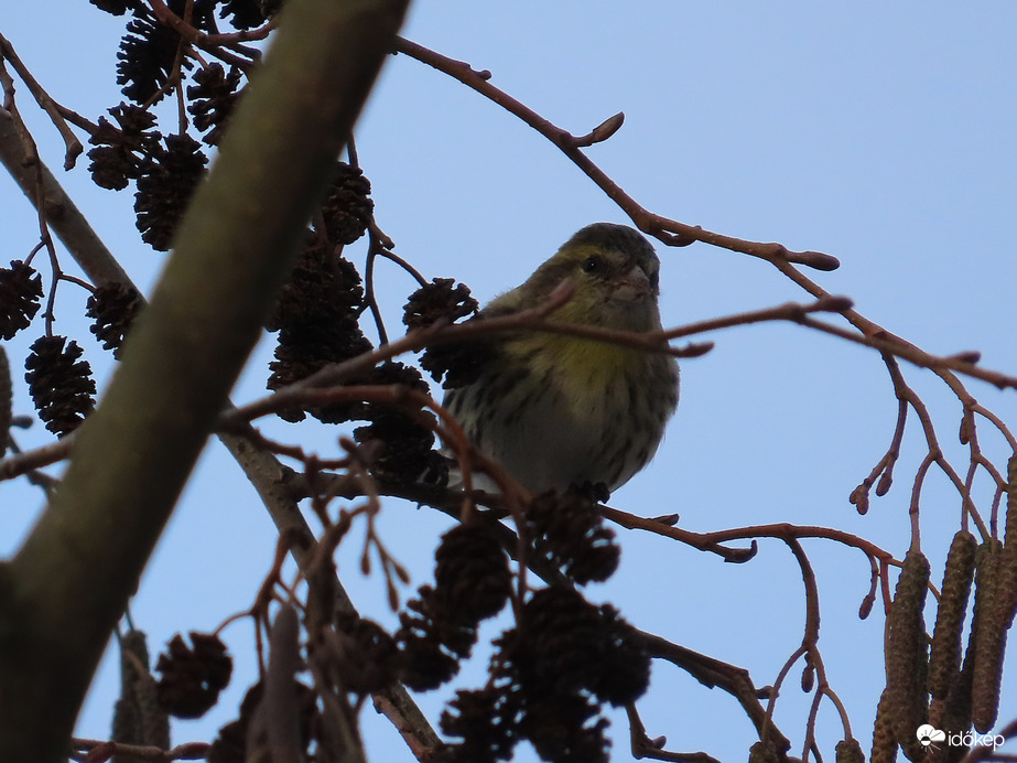 A Csíz a fán csipegetett