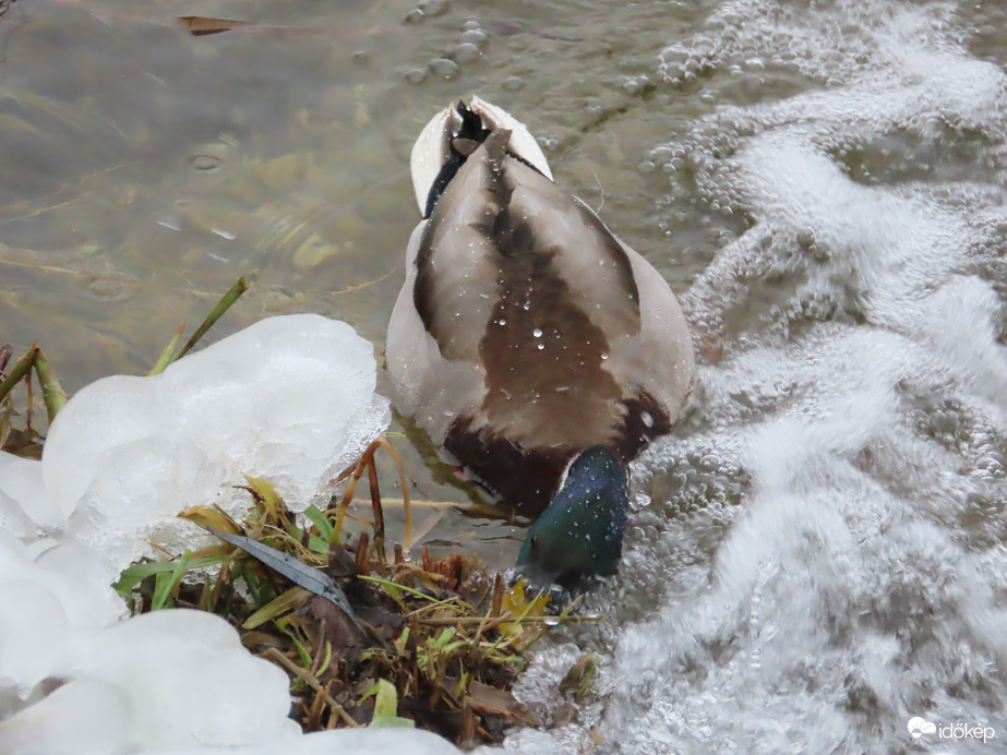 Lecsipkedem a zöldjét