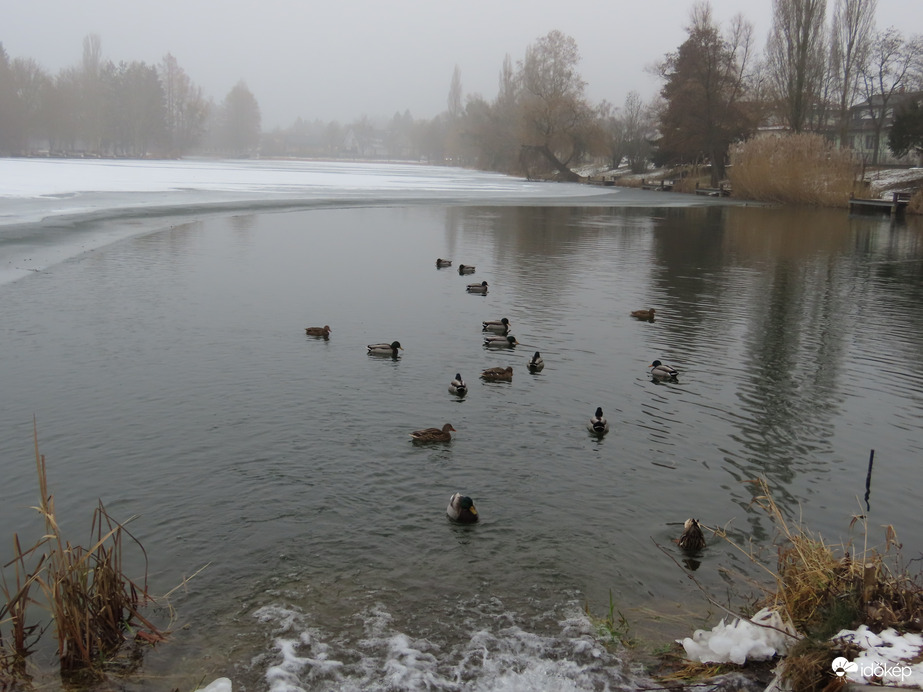 Récék a Csónakázó-tó vizén