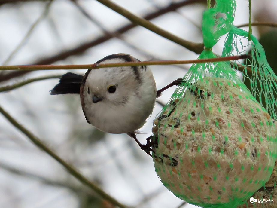 Kis gombóc a nagy gombócon