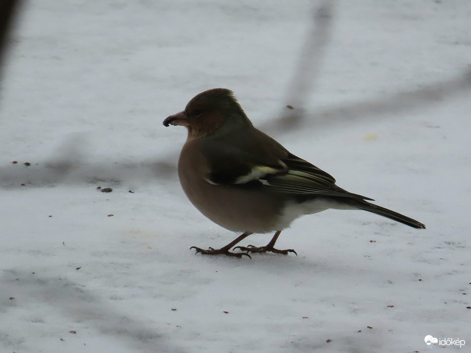 Erdei pinty a jégen