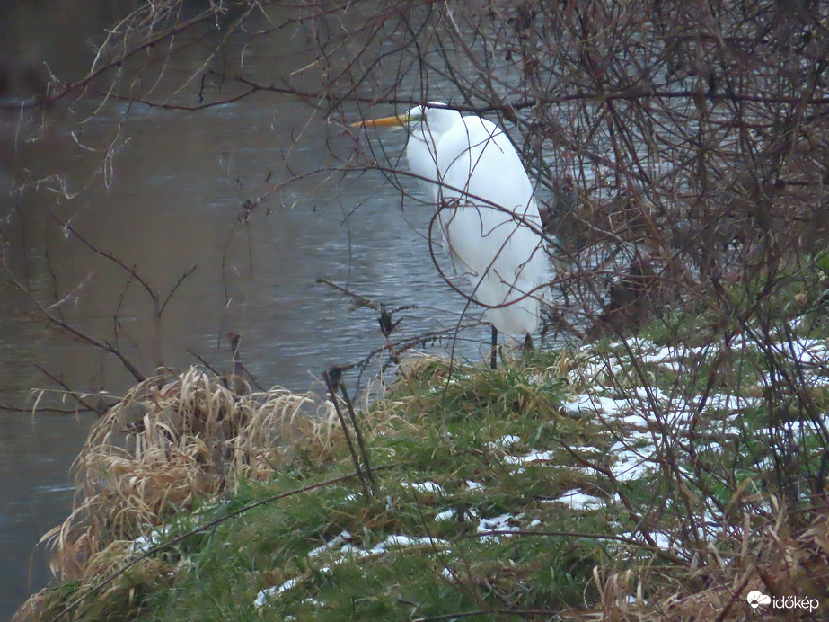 Gubbasztó Nagy kócsag a Perint-patak partján