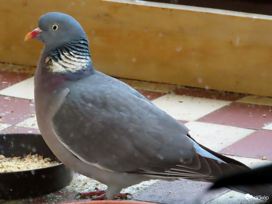 Ma visszatért az Örvös galambunk