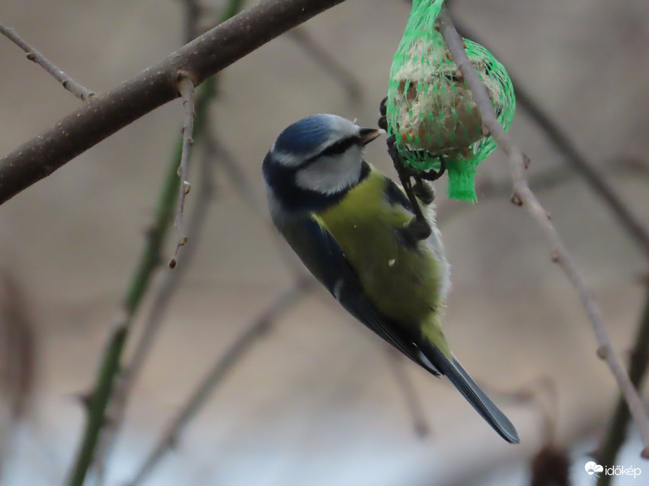 Hullik a morzsa a csőrömből!