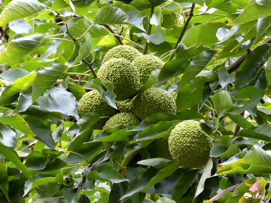 Még zöldek a teniszlabdák