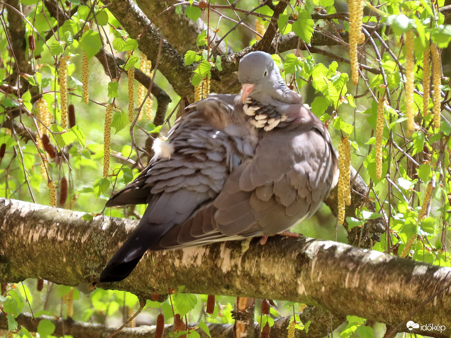 ...és tollászkodó tagja