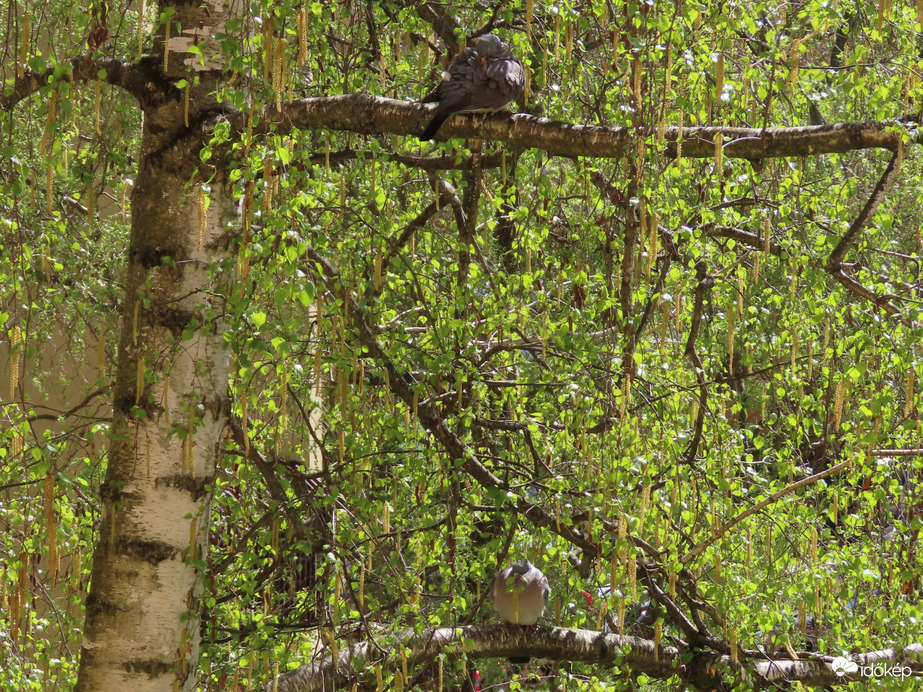 Párosan a zöldülő Nyírfán