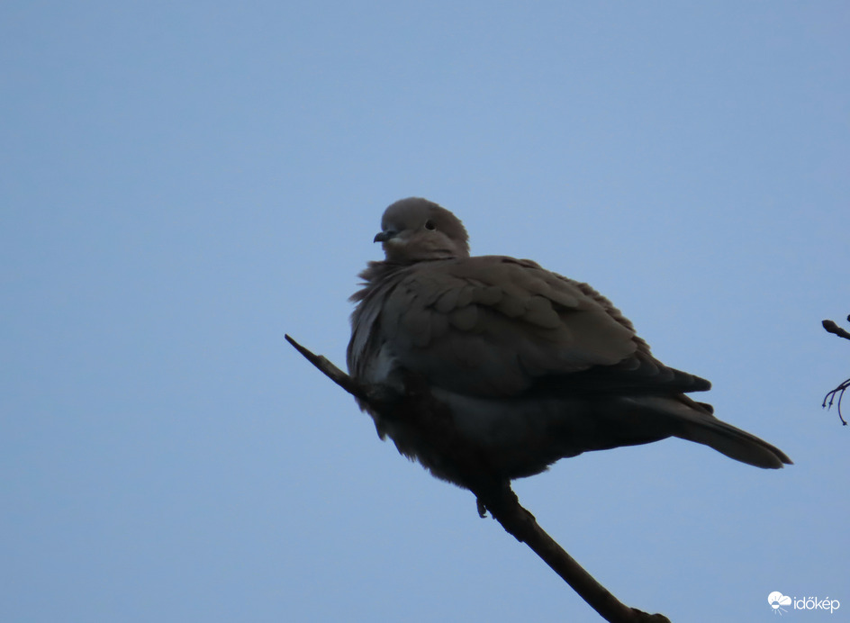 Balkáni gerle a magasban