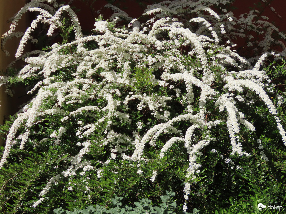 Virágba borult a Gyöngyvessző