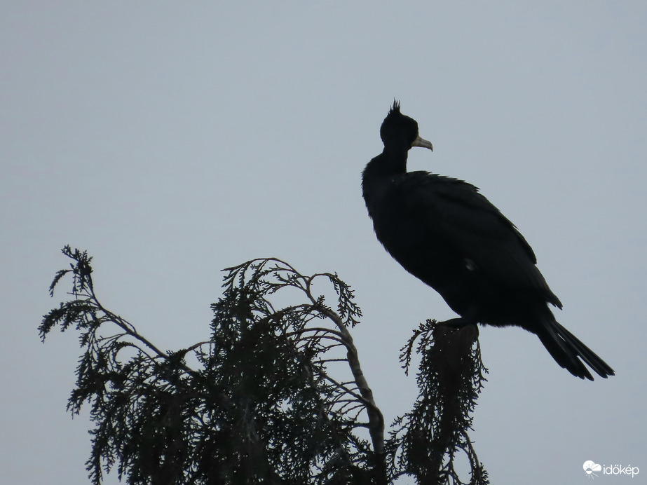Borzolja a szél a frizurámat