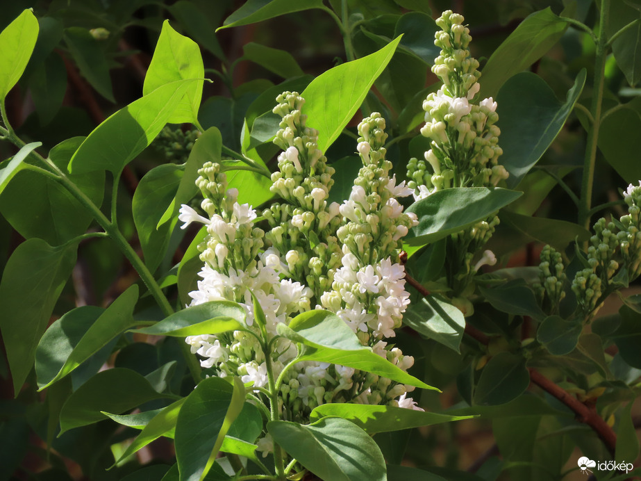 Virágzik a fehér...